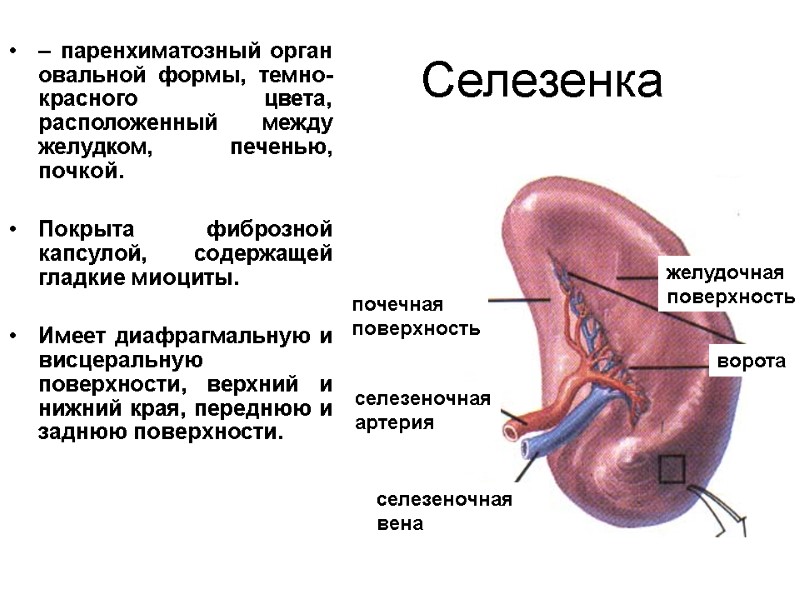Селезенка – паренхиматозный орган овальной формы, темно-красного цвета, расположенный между желудком, печенью, почкой. 
